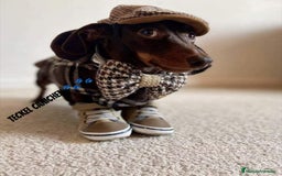 Teckel Miniatura perros en venta: preciosas hembritas cachorras de teckel  kaninchen - Imagen 4