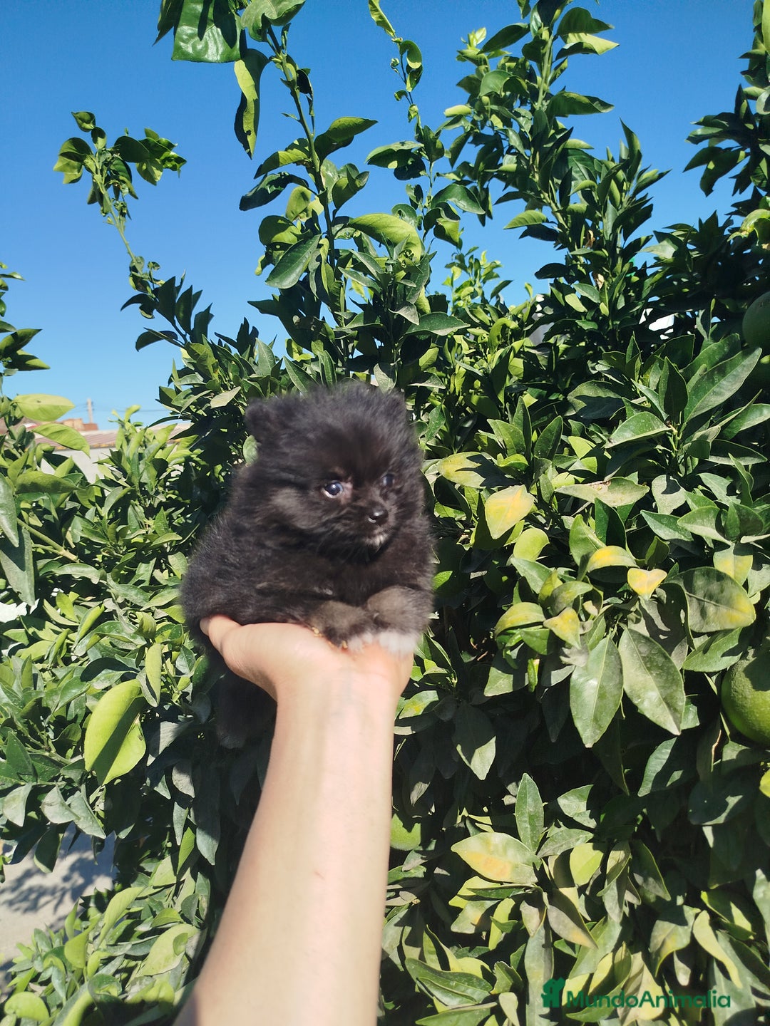 Pomerania perros en venta: Lulú de pomerania  - Imagen 2