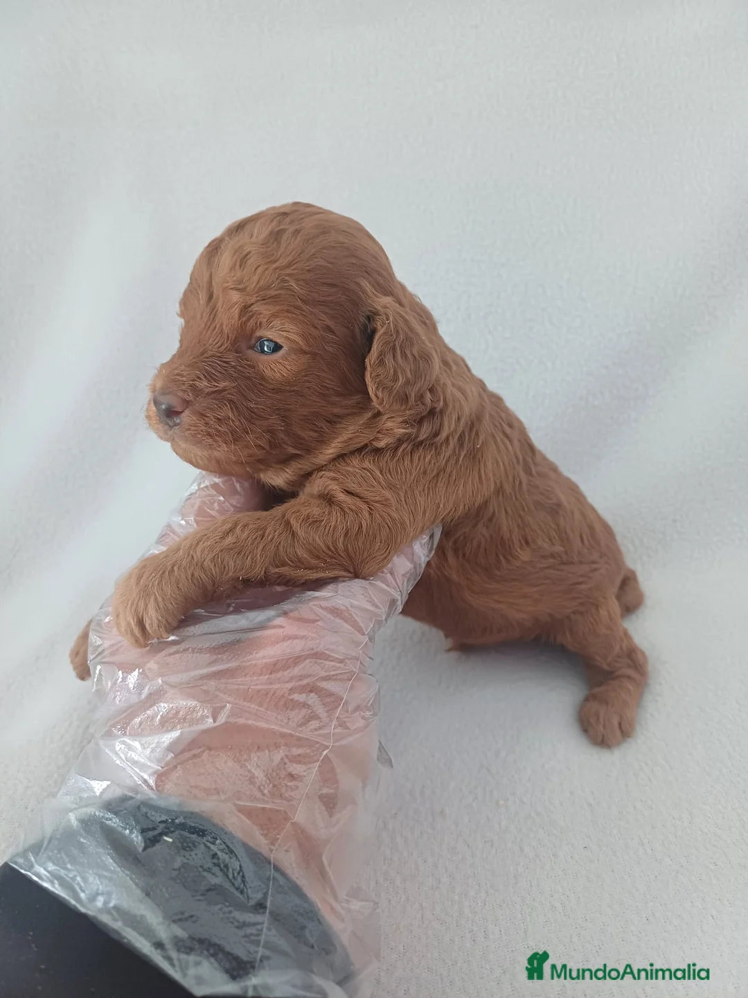 Caniche Enano perros en venta: Caniche Mini  - Anuncio 2