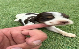 Cocker Spaniel Inglés perros en venta: Exclusivos 3 machos de cocker bicolor chocolate!! - Imagen 9