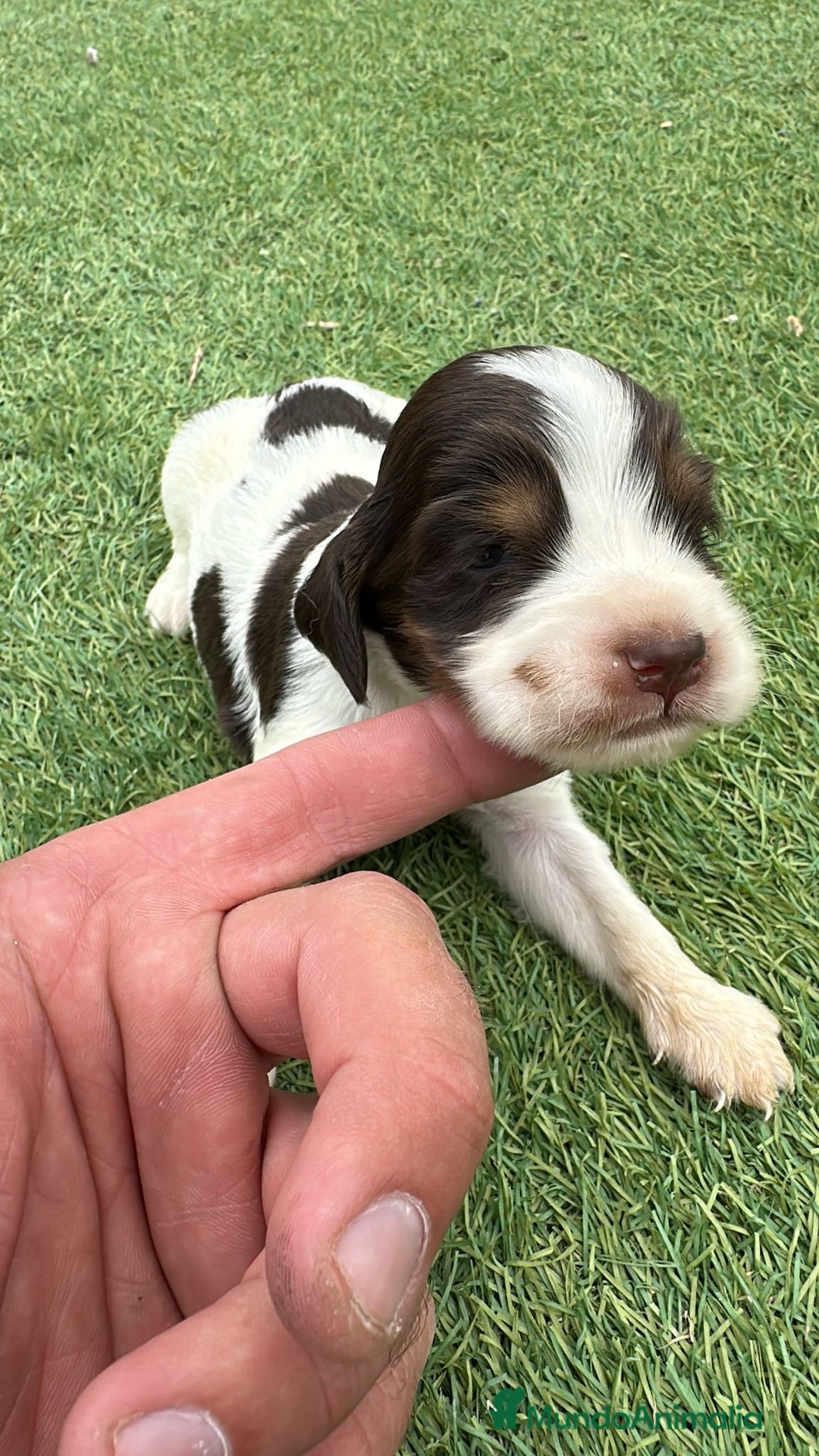Cocker Spaniel Inglés perros en venta: Exclusivos 3 machos de cocker bicolor chocolate!! - Imagen 9