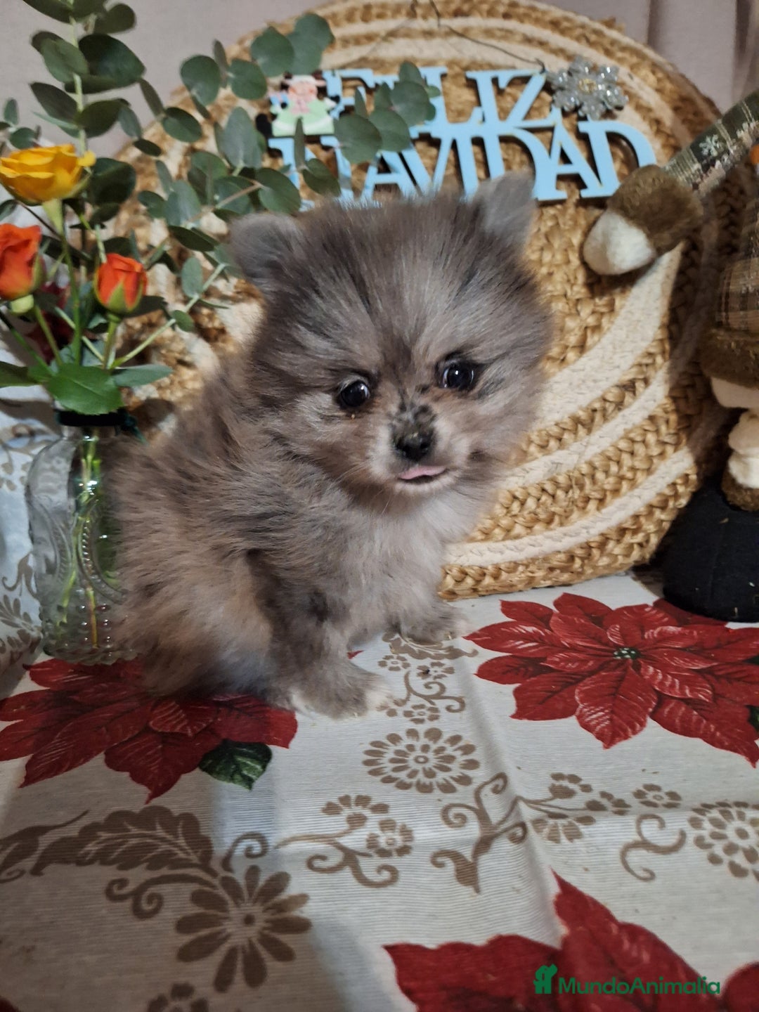 Pomerania perros en venta: POMERANIA  - Anuncio 7