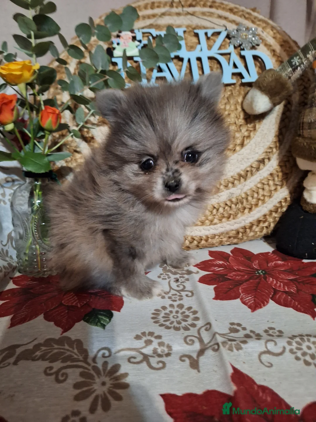 Pomerania perros en venta: POMERANIA  - Anuncio 7