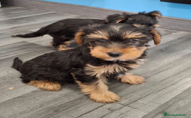 Yorkshire Terrier perros - Anuncio 6