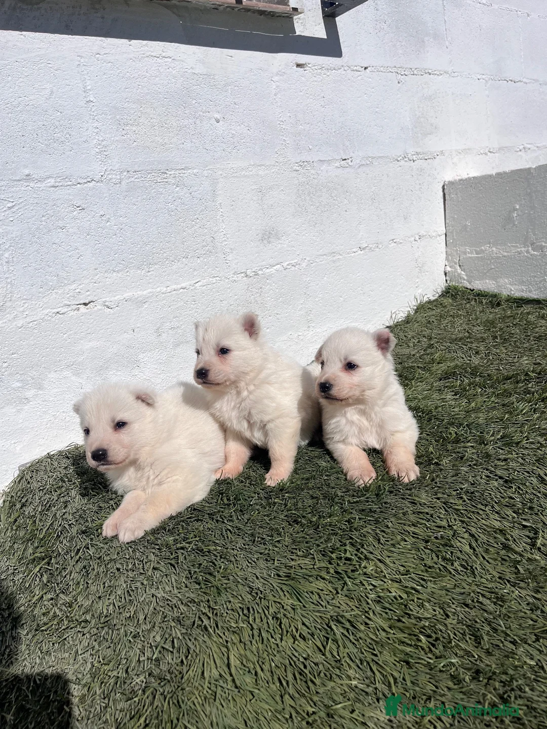 Pastor Blanco Suizo perros en venta: Cachorro de pastor blanco suizo - Anuncio 3