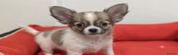 Chihuahua perros en venta: Chihuahua pelo - Anuncio 2