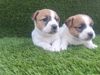 Jack Russell Terrier perros - Anuncio 1