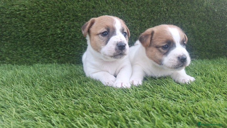 Jack Russell Terrier perros - Anuncio 3