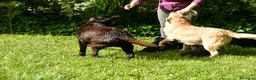 Labrador Retriever perros en venta: PRECIOSO CACHORRO LABRADOR NEGRO. - Anuncio 6