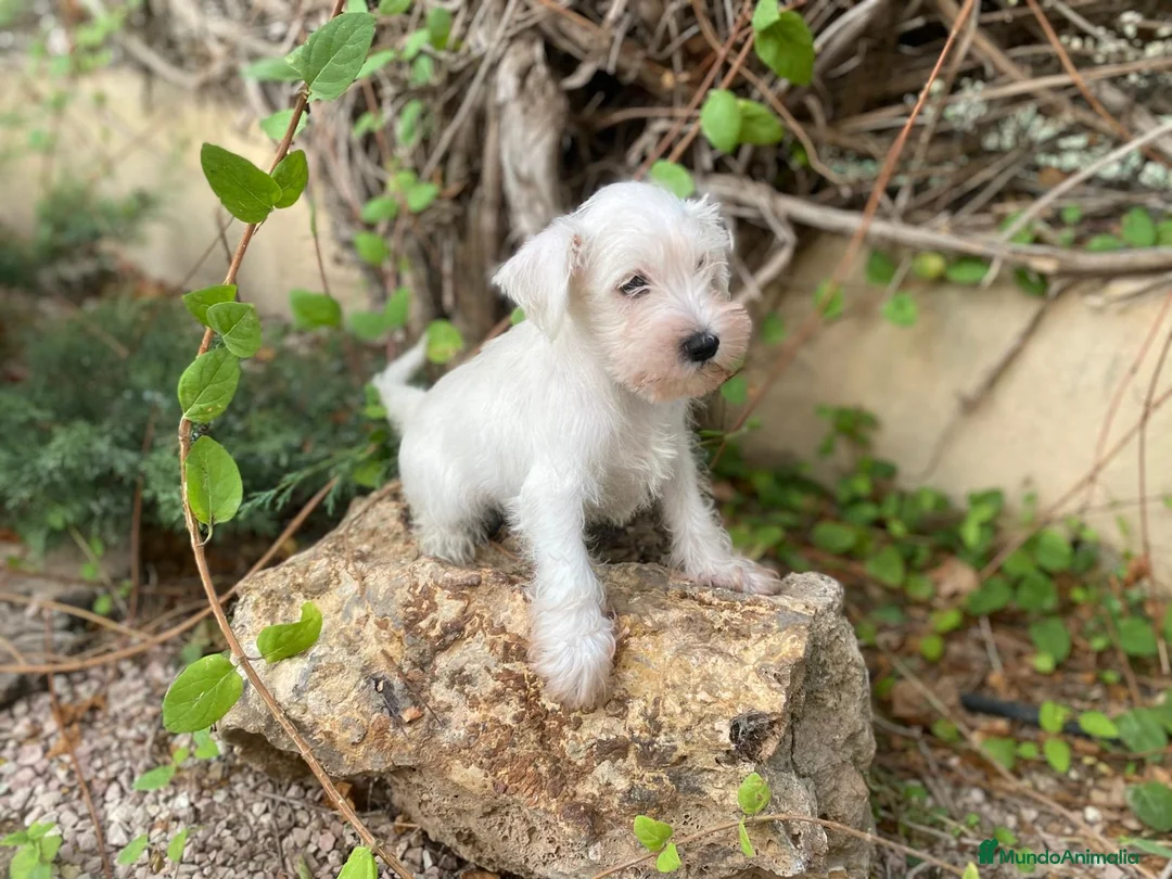 Schnauzer Miniatura perros en venta: Perro Salsicha   - Anuncio 5