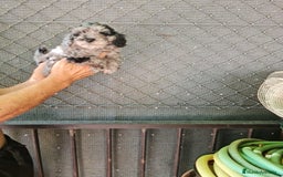 Caniche Toy perros en venta: Hembra caniche toys  - Imagen 5