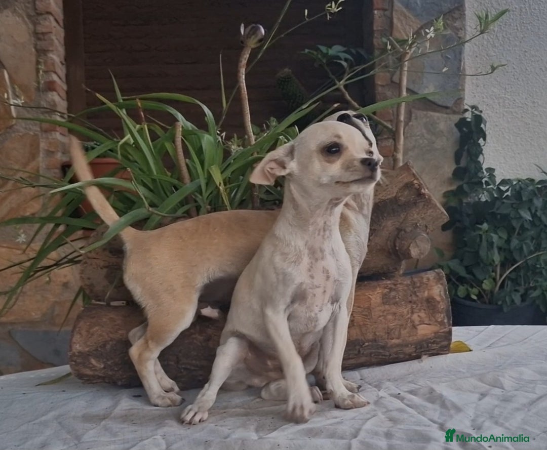 Chihuahua perros en venta: Chihuahua crema/blanco  - Imagen 3