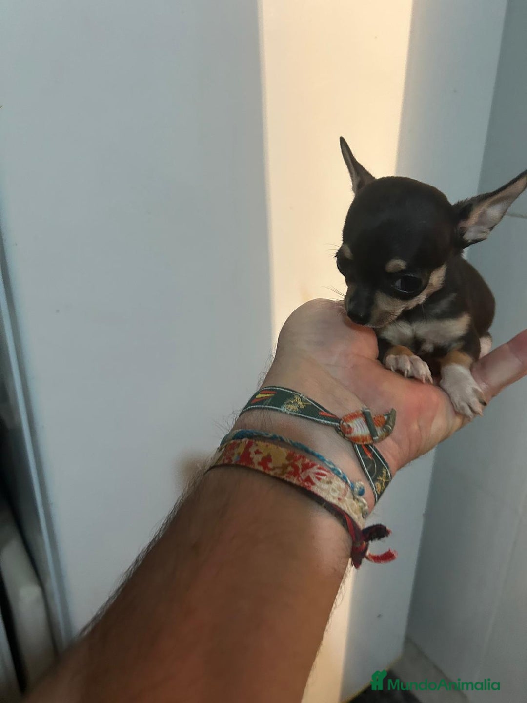 Chihuahua perros en venta: CHIHUAHUA MICROTOY ♀️♂️ - Imagen 2