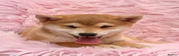 Shiba Inu perros en venta: Shiba Inu rojo y tricolor  - Anuncio 17