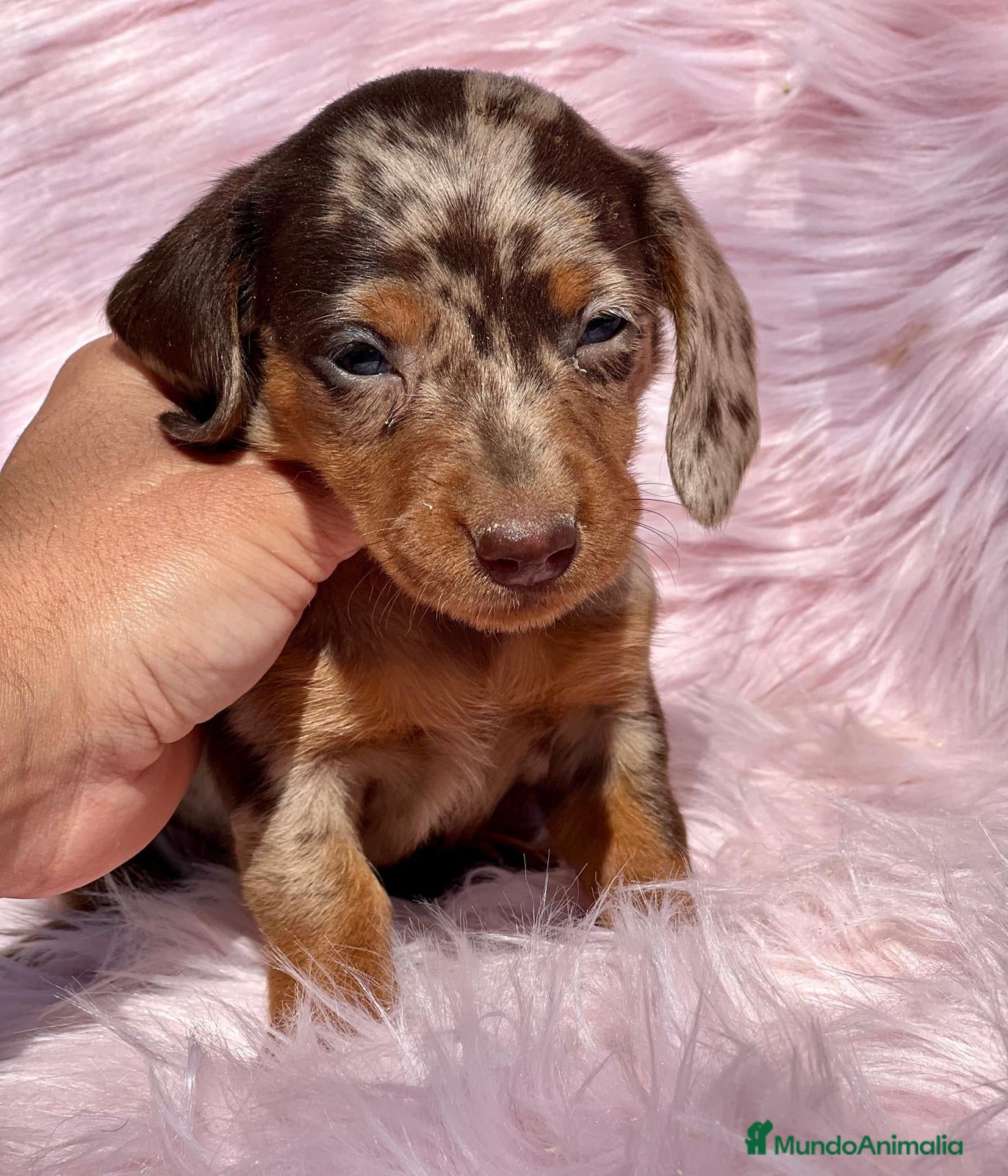 Teckel Miniatura perros Teckel miniatura  en Barcelona - Anuncio 19