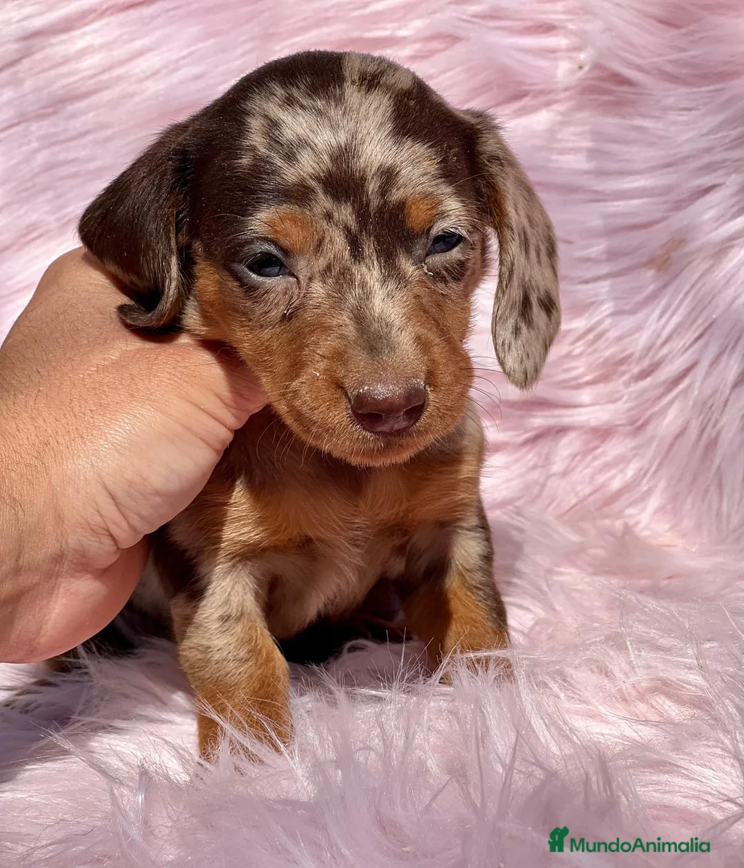 Teckel Miniatura perros en venta: Teckel miniatura  en Barcelona - Anuncio 1