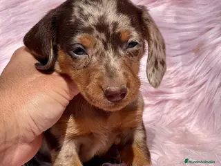 Teckel Miniatura perros Teckel miniatura en Barcelona - Anuncio 1