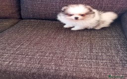 Pomerania perros en venta: Pomerania de Lulú - Imagen 2