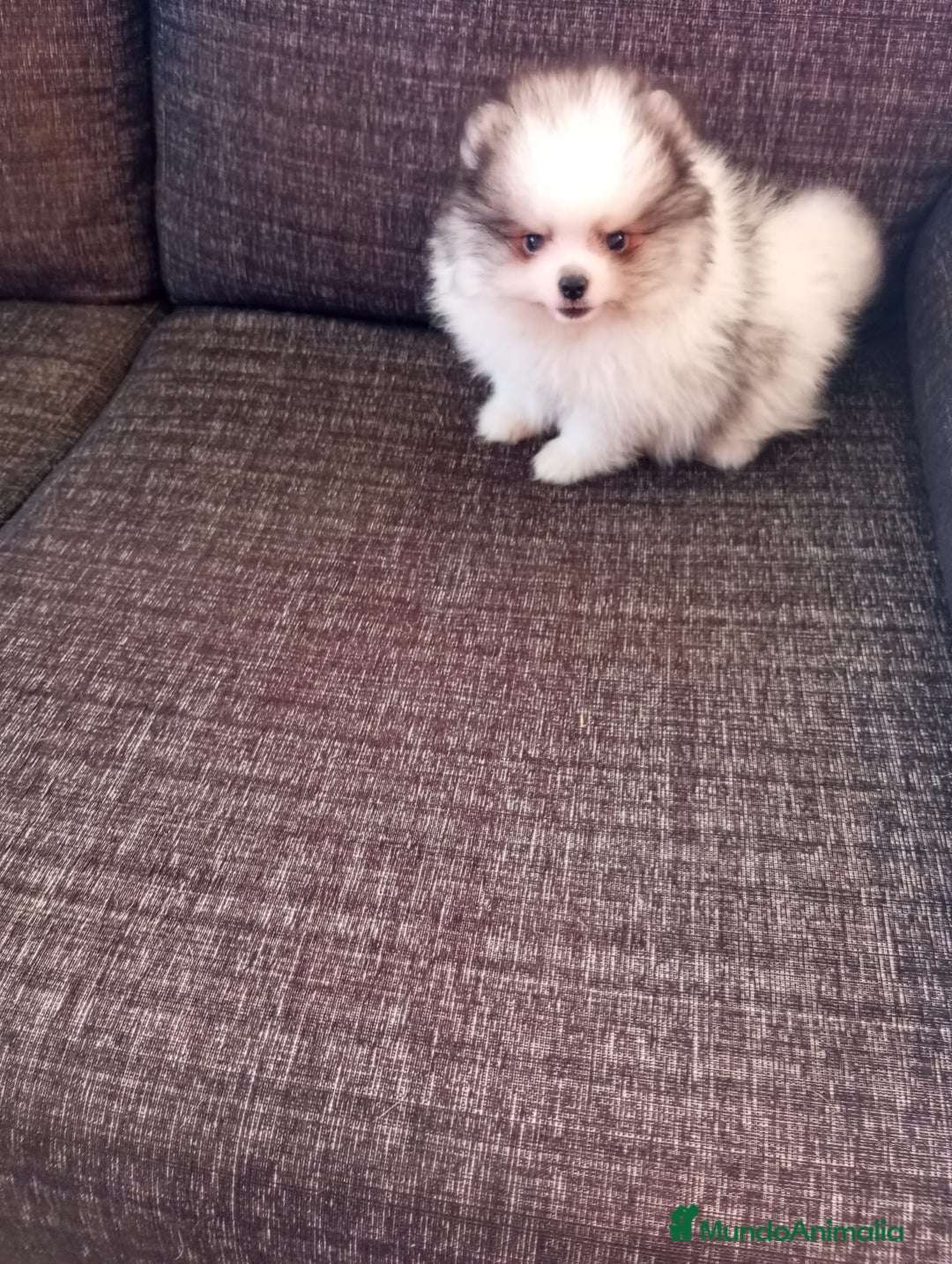 Pomerania perros en venta: Pomerania de Lulú - Imagen 2