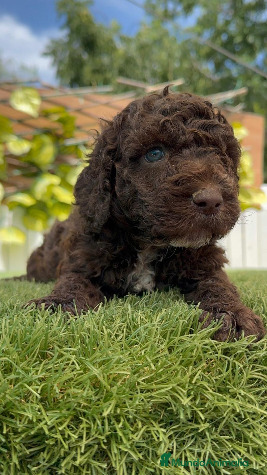 Perro de Agua Español perros en venta: PERRO DE AGUA ESPAÑOL - Imagen 1