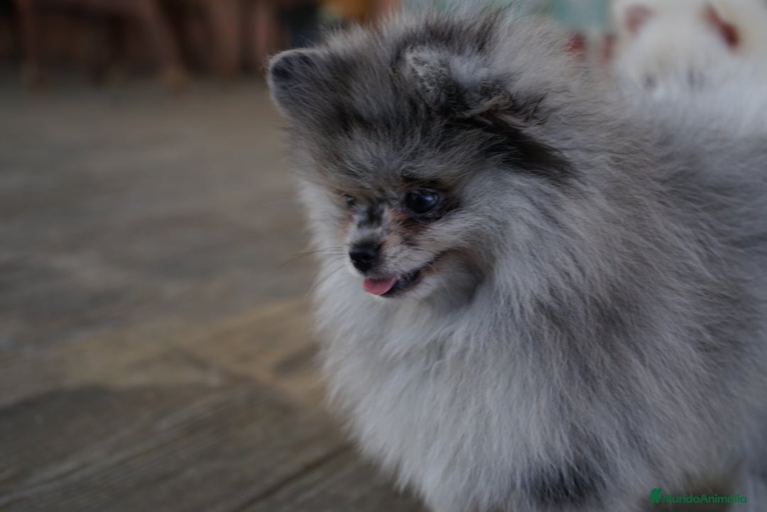 Pomerania perros en venta: 🐾 Sparky, Monk, Frosty y Prodigy – Pomerania ✨ - Imagen 1