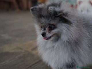 Pomerania perros - Anuncio 3