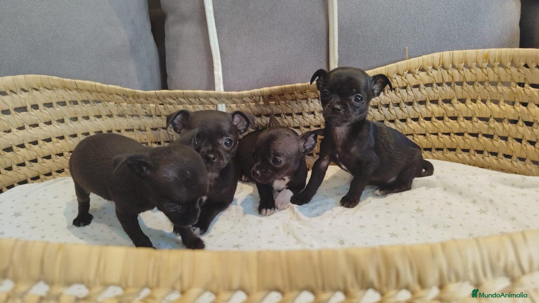 Chihuahua perros en venta: Chihuahua mini cabeza manzana - Imagen 6