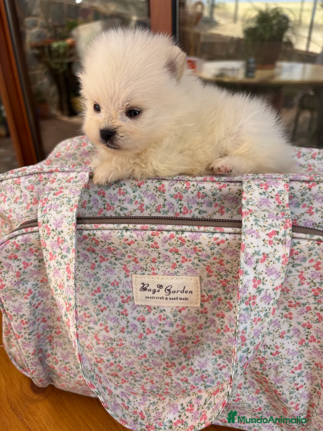 Pomerania perros en venta: Pomerania (lulu de Pomerania) - Anuncio 10