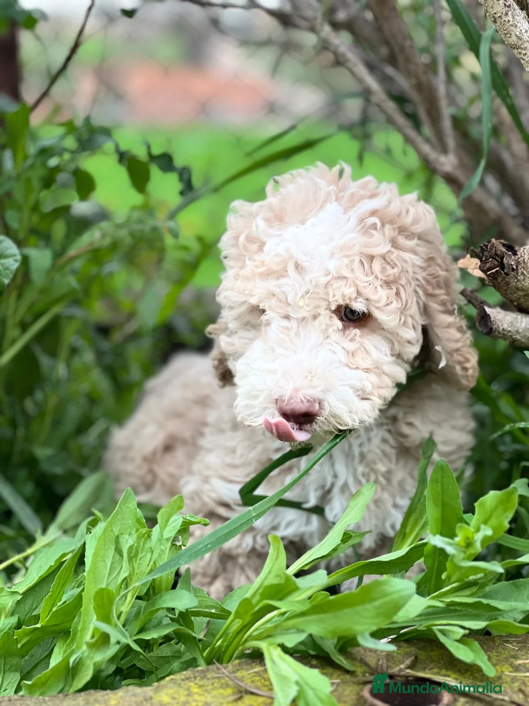 Perro de Agua Español perros en venta: PERRO DE AGUA ESPAÑOL (PDAE) en Barcelona - Anuncio 4