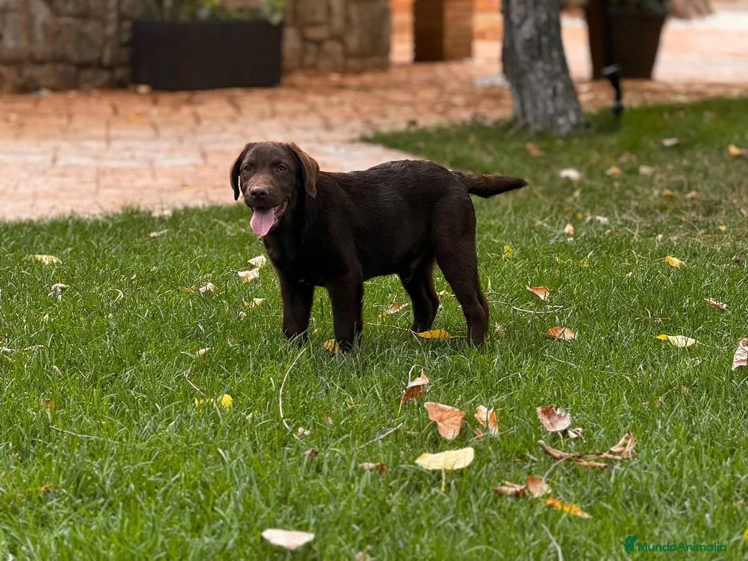 Labrador Retriever perros en venta: Último macho disponible  - Anuncio 1