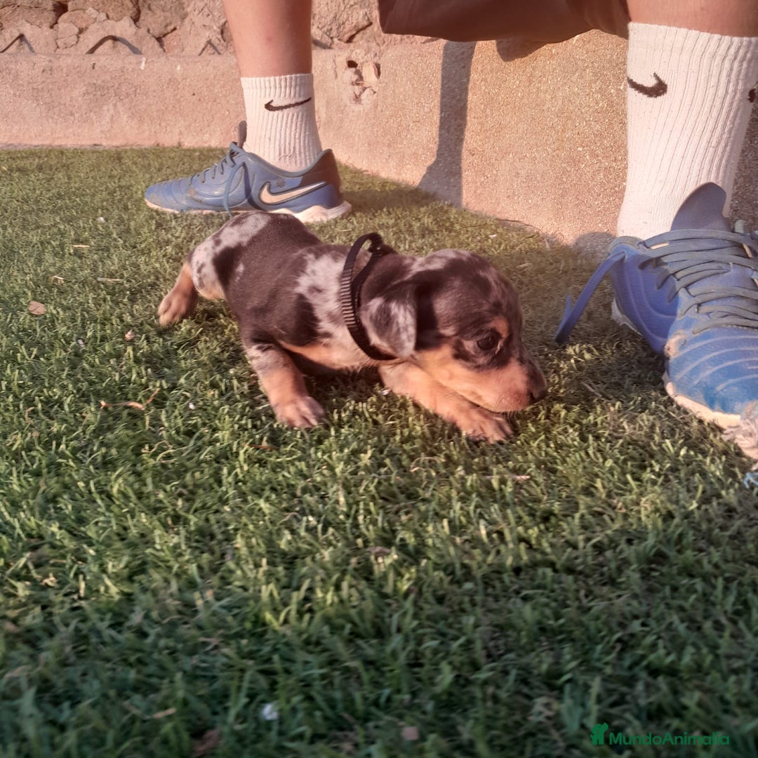 Pinscher Miniatura perros en venta: MINI PINCHER  - Imagen 6