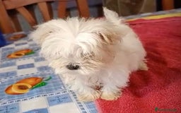 Bichón Maltés perros en venta: Bichon maltes hembra coreana - Anuncio 4
