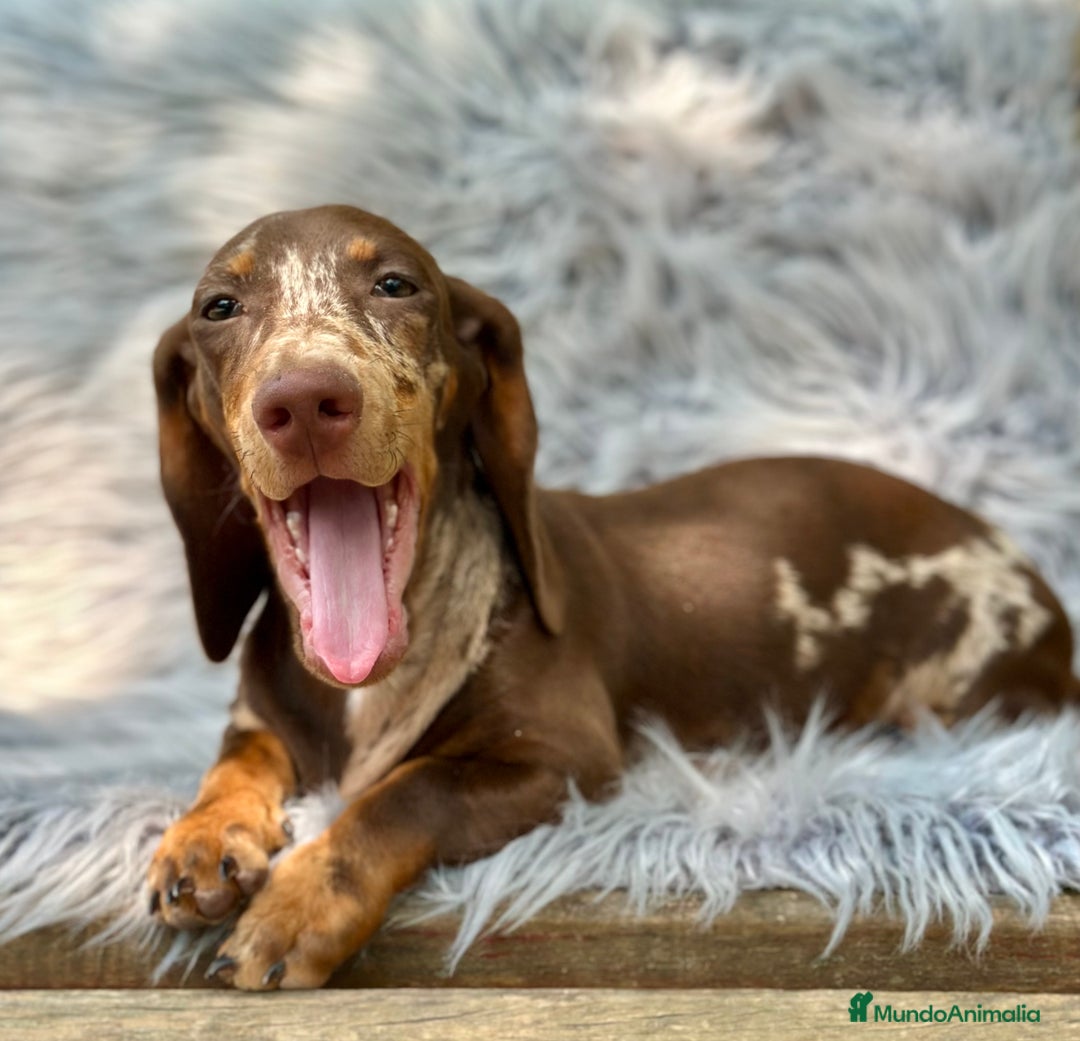 Teckel Miniatura perros en venta: TECKEL MINIATURA CHOCOLATE ARLEQUIN - Imagen 1