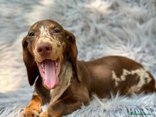 Teckel Miniatura perros TECKEL MINIATURA CHOCOLATE ARLEQUIN - Anuncio 28