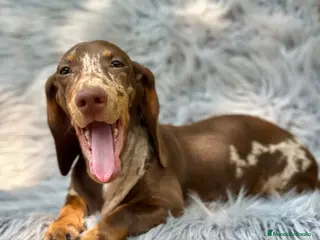 Teckel Miniatura perros TECKEL MINIATURA CHOCOLATE ARLEQUIN - Anuncio 17