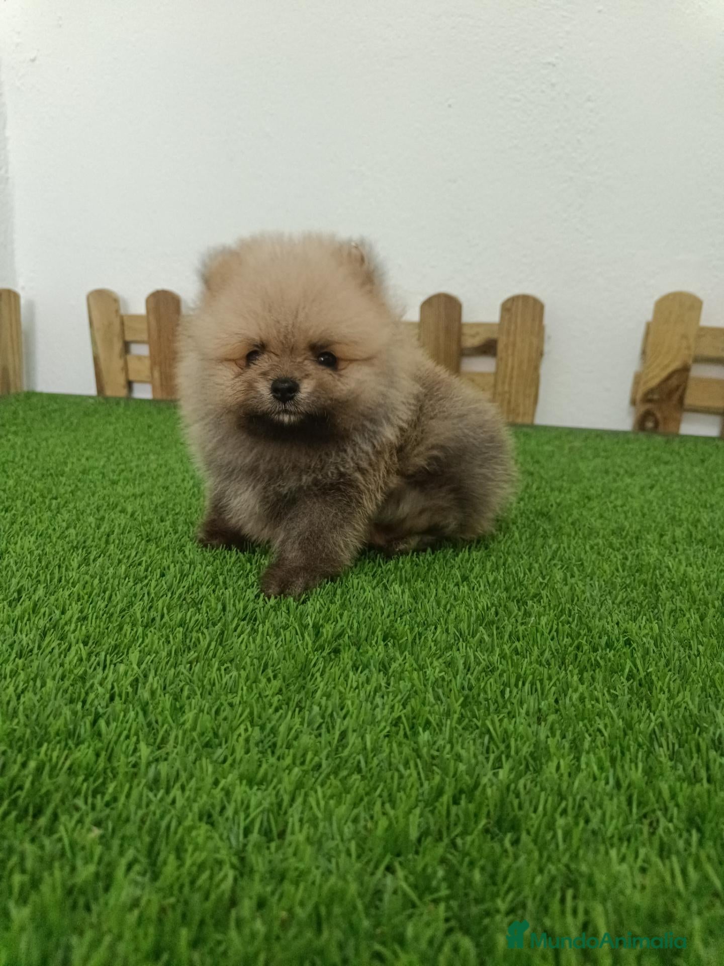 Pomerania perros Pomerania  - Anuncio 1