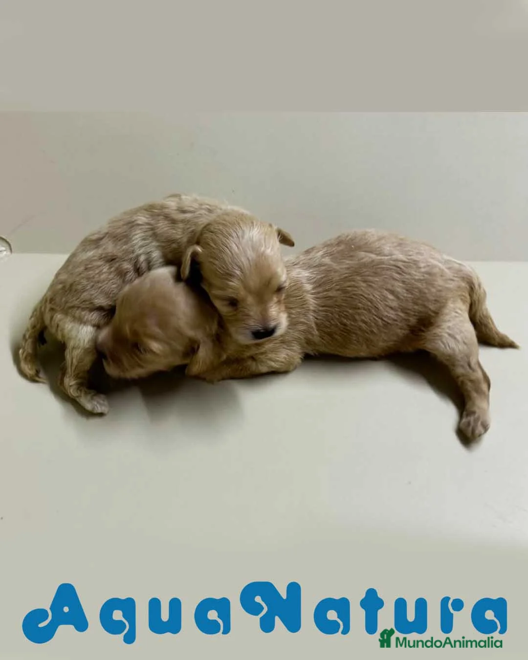 Bichón Habanero perros en venta: Camada HAVAPOO de Karina y Alejo - AQUANATURA en Barcelona - Anuncio 5