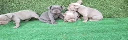 Bulldog Francés perros en venta: Bulldog francés  - Anuncio 7