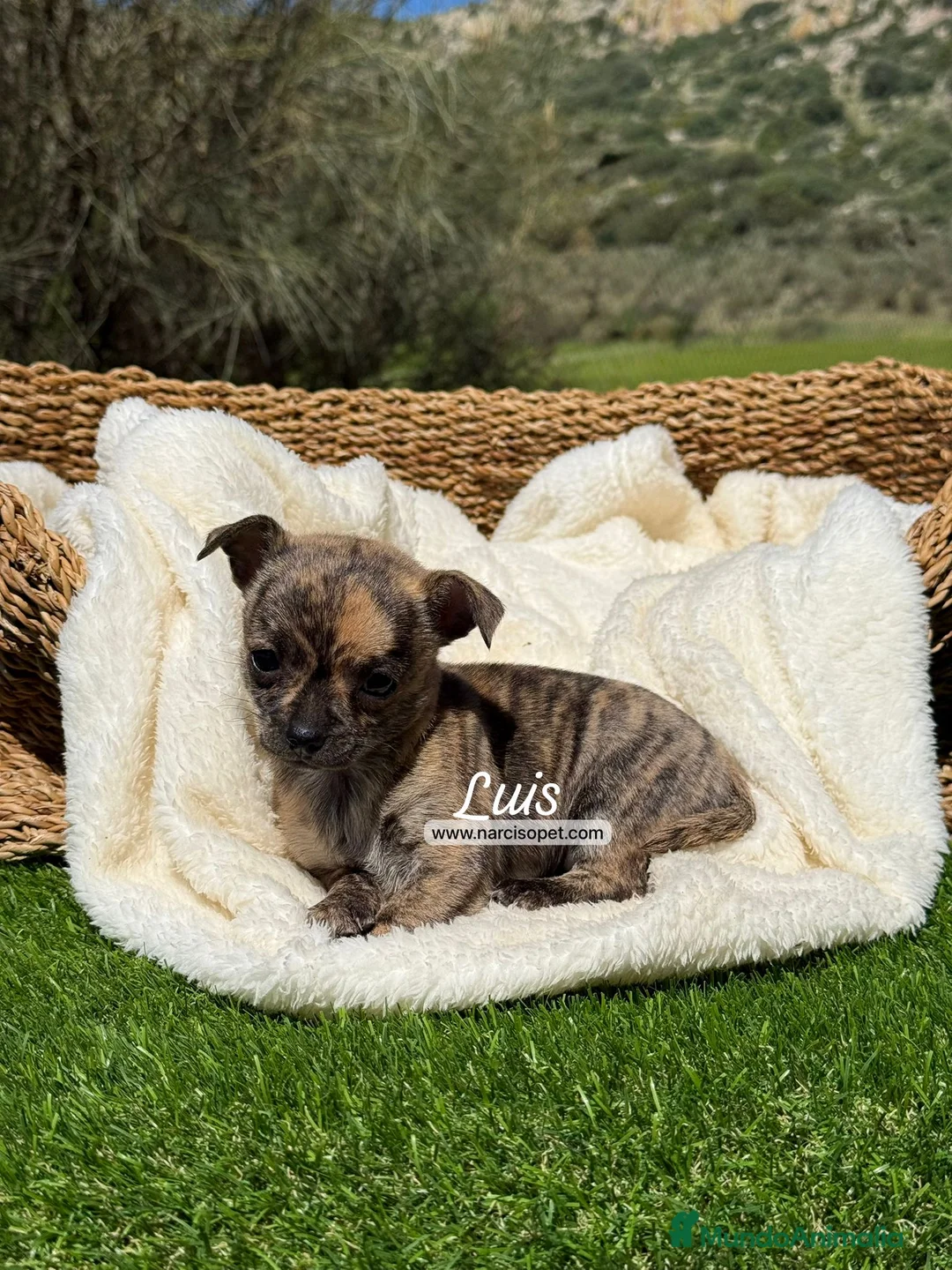 Chihuahua perros en venta: CHIHUAHUA - Anuncio 1