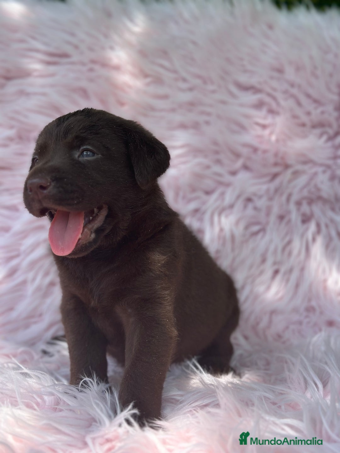 Labrador Retriever perros en venta: LABRADOR RETRIEVER CHOCOLATE HEMBRA - Imagen 4