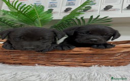 Labrador Retriever perros en venta: LABRADOR MACHO - Imagen 5