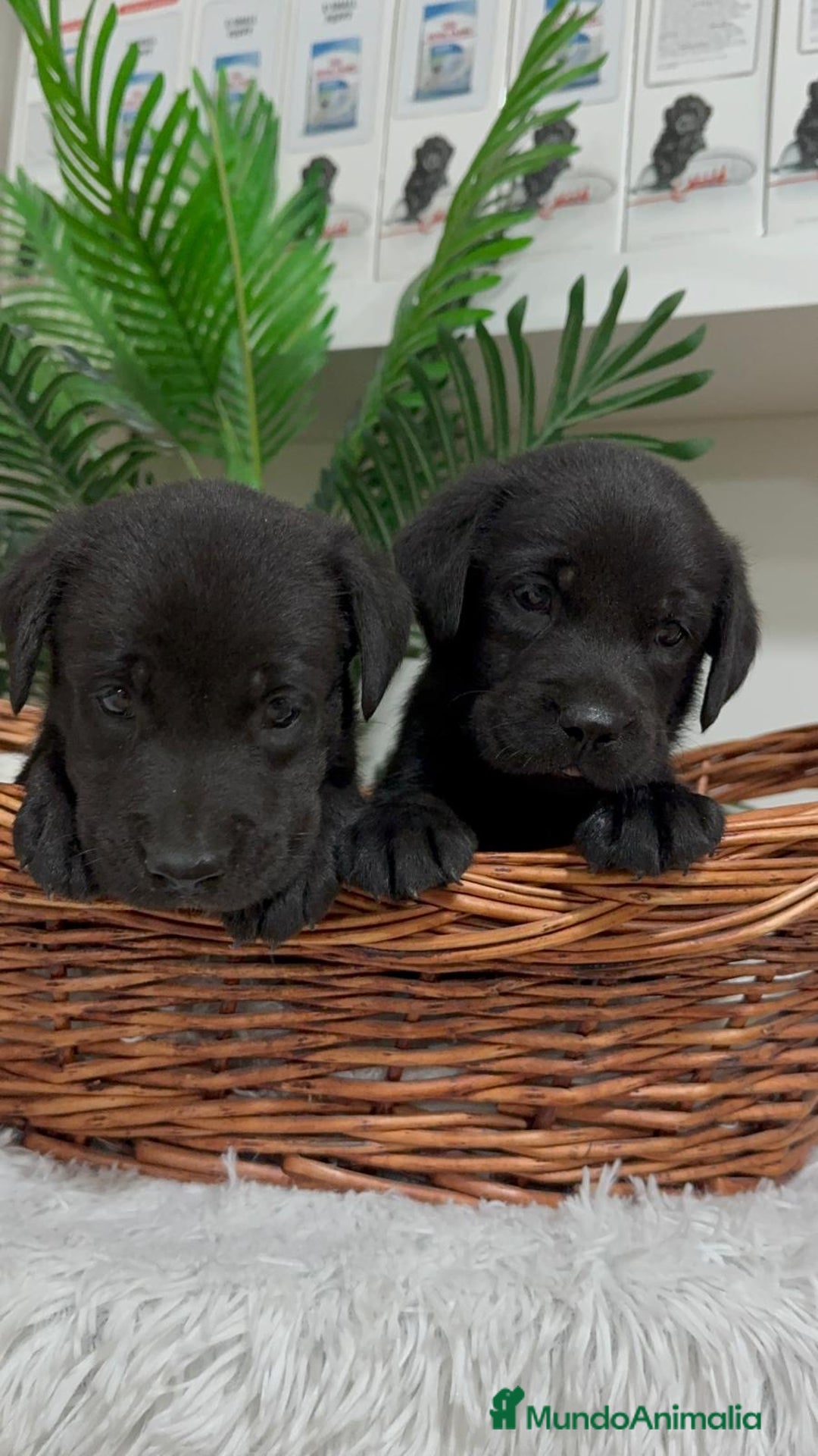 Labrador Retriever perros en venta: LABRADOR MACHO - Imagen 5
