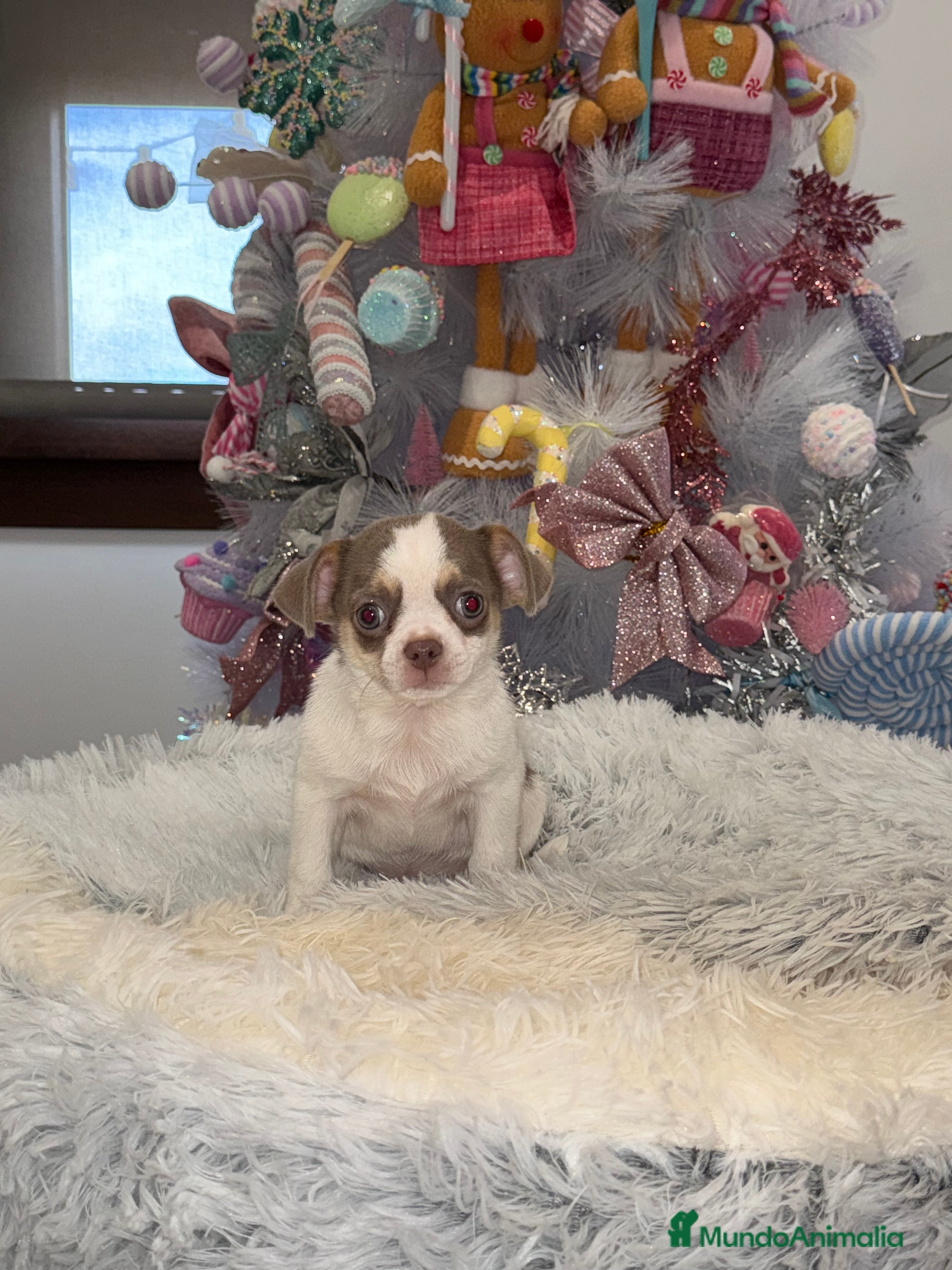 Chihuahua perros Chihuahuas estándar ojos azules  - Anuncio 5