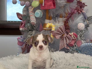 Chihuahua perros Chihuahuas estándar ojos azules - Anuncio 5