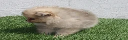 Pomerania perros en venta: Pomerania - Anuncio 5