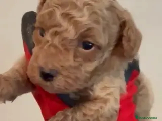 Caniche Toy perros Espectacular caniche apricot macho - Anuncio 3