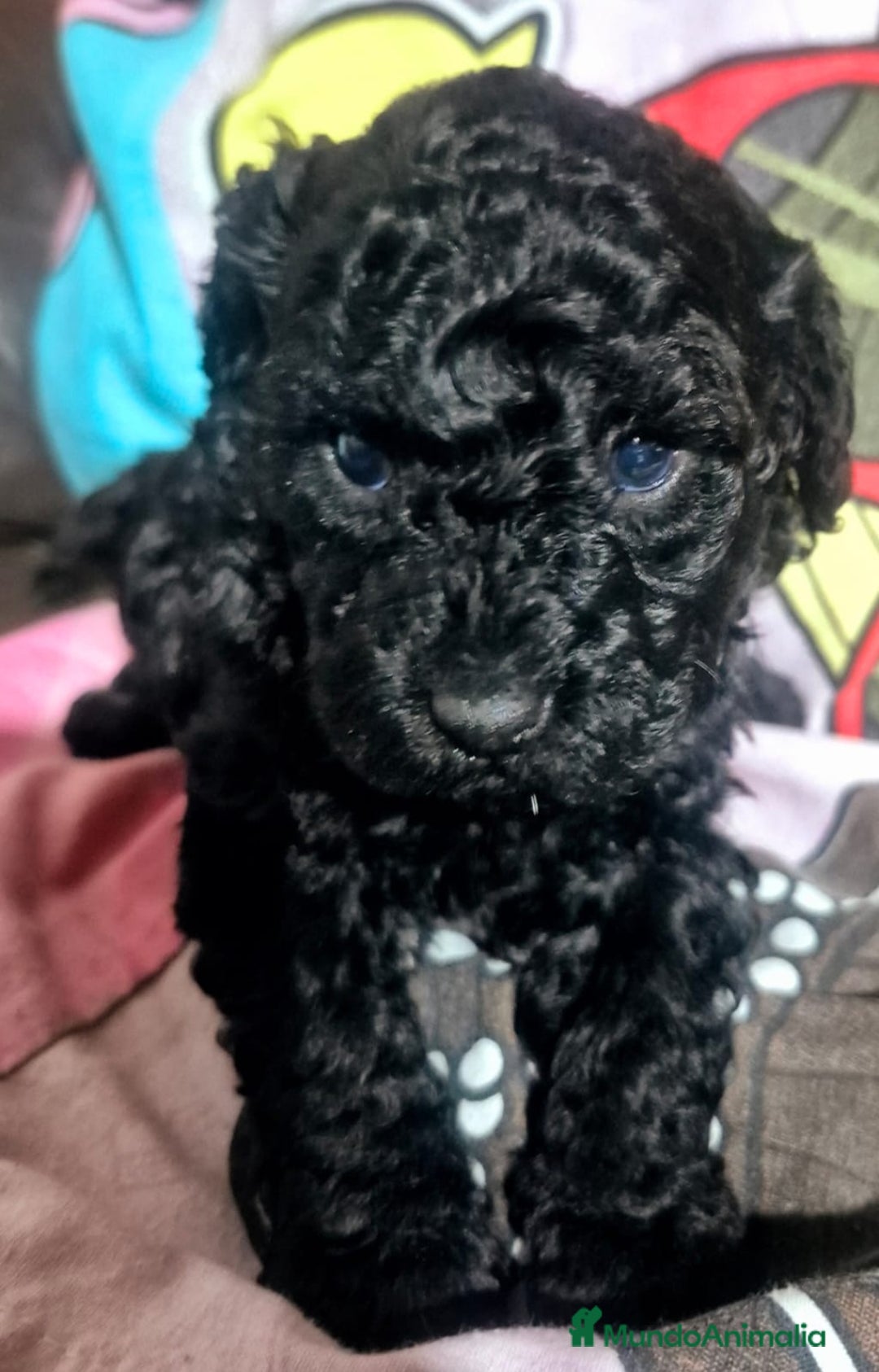 Caniche Toy perros en venta: Hembra Toy de caniche  - Anuncio 1