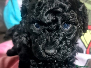 Caniche Toy perros Hembra Toy de caniche - Anuncio 1