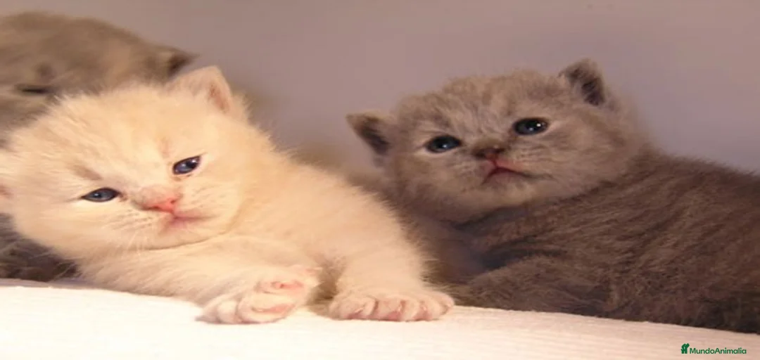 Imagen de galería {{count}}