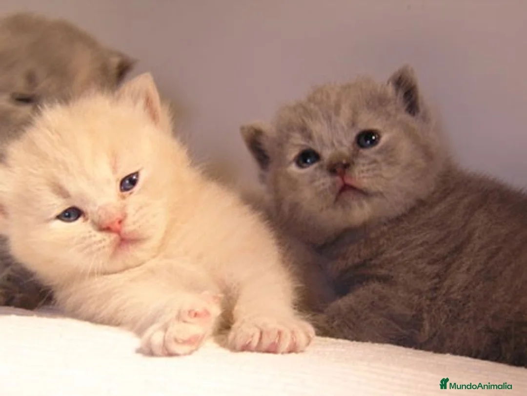 Imagen de galería {{count}}